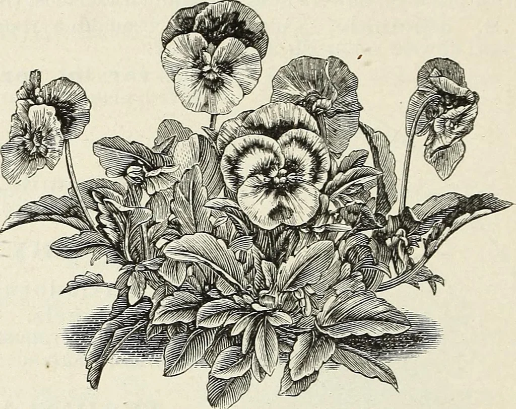 An illustration from Descriptive catalogue of ornamental trees, shrubs, hardy perennial plants, etc. : twenty-fifth edition, 1882, leaf 131
