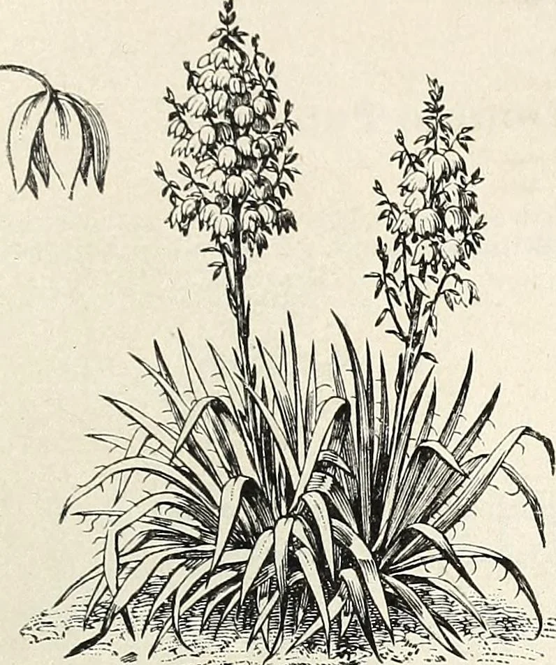 An illustration from Descriptive catalogue of ornamental trees, shrubs, hardy perennial plants, etc. : twenty-fifth edition, 1882, leaf 132