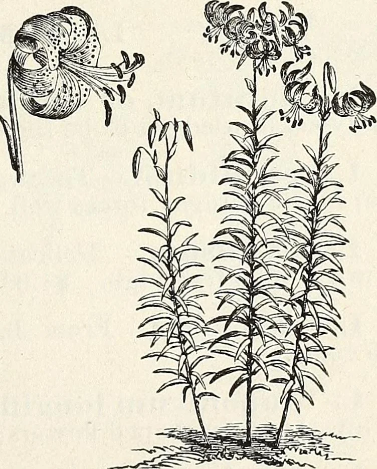 An illustration from Descriptive catalogue of ornamental trees, shrubs, hardy perennial plants, etc. : twenty-fifth edition, 1882, leaf 132