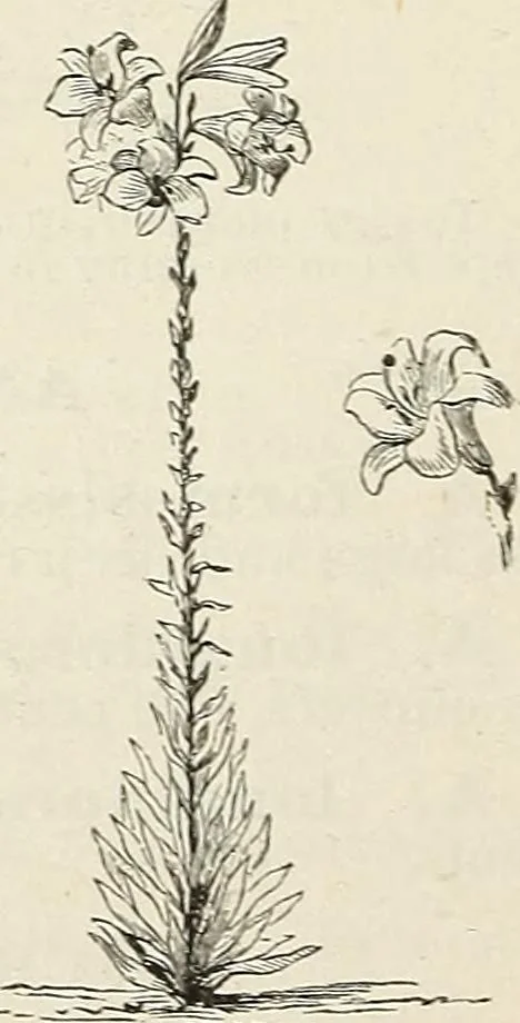 An illustration from Descriptive catalogue of ornamental trees, shrubs, hardy perennial plants, etc. : twenty-fifth edition, 1882, leaf 133