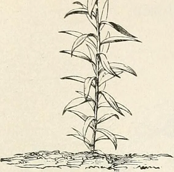 An illustration from Descriptive catalogue of ornamental trees, shrubs, hardy perennial plants, etc. : twenty-fifth edition, 1882, leaf 134