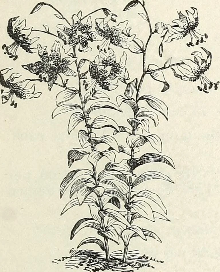 An illustration from Descriptive catalogue of ornamental trees, shrubs, hardy perennial plants, etc. : twenty-fifth edition, 1882, leaf 134
