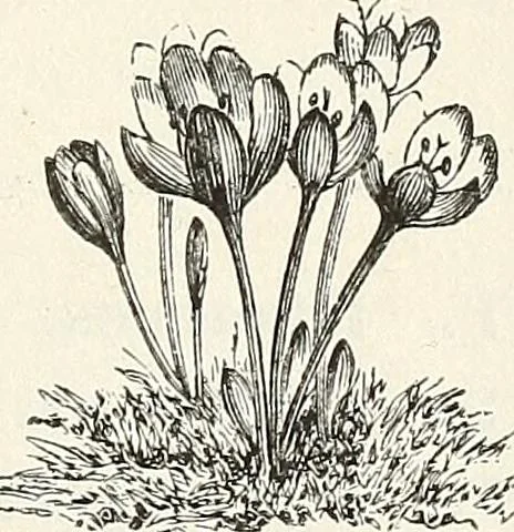 An illustration from Descriptive catalogue of ornamental trees, shrubs, hardy perennial plants, etc. : twenty-fifth edition, 1882, leaf 134
