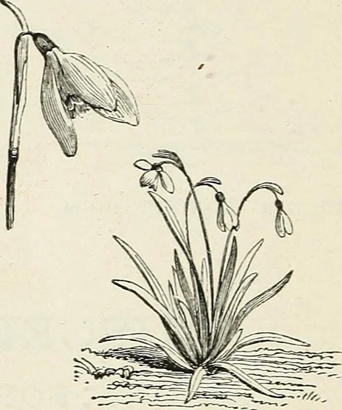 An illustration from Descriptive catalogue of ornamental trees, shrubs, hardy perennial plants, etc. : twenty-fifth edition, 1882, leaf 135