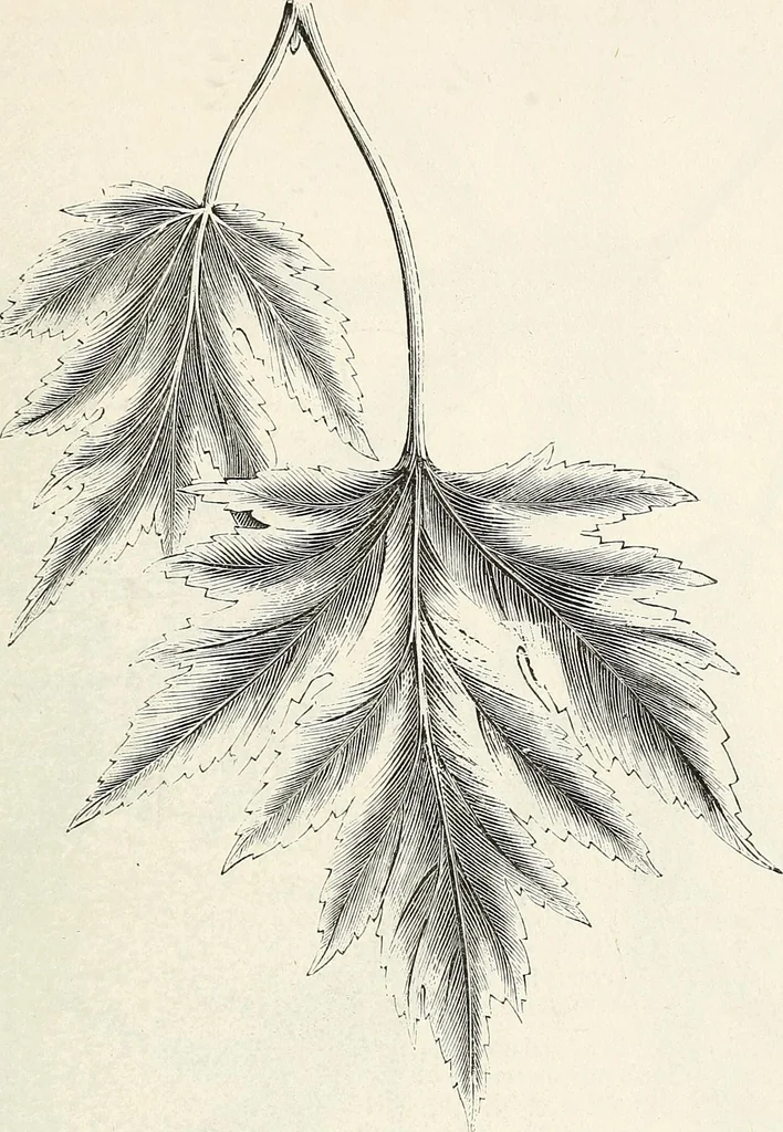 An illustration from Descriptive catalogue of ornamental trees, shrubs, hardy perennial plants, etc. : twenty-fifth edition, 1882, leaf 16