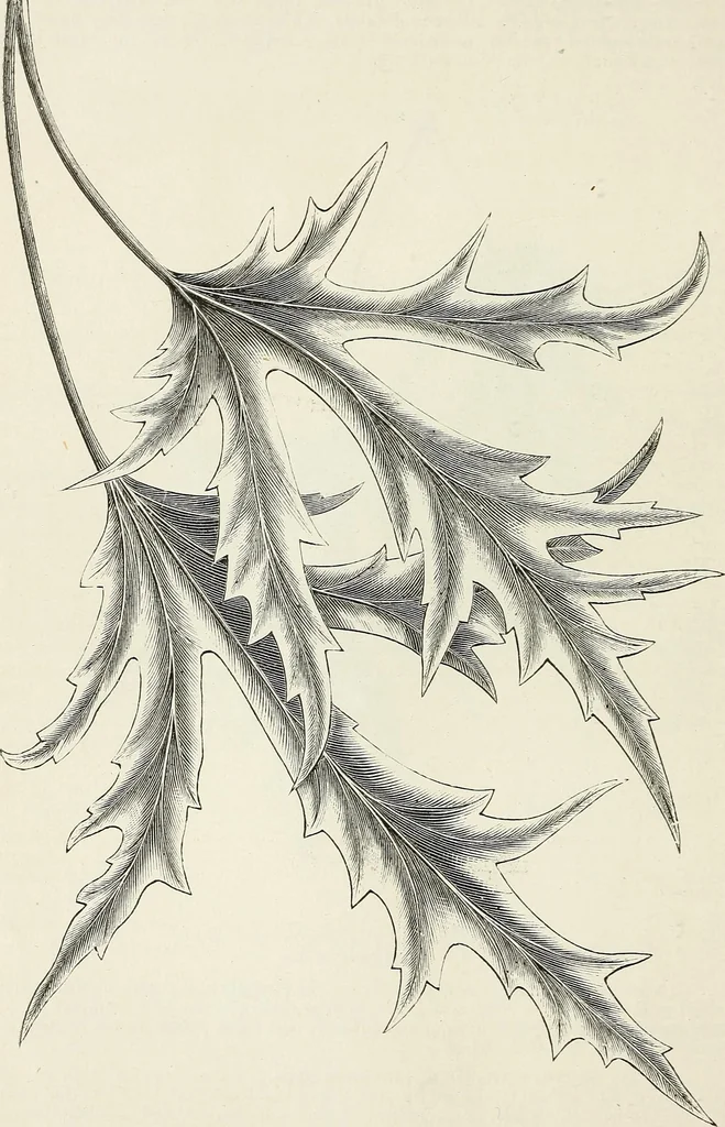 An illustration from Descriptive catalogue of ornamental trees, shrubs, hardy perennial plants, etc. : twenty-fifth edition, 1882, leaf 17