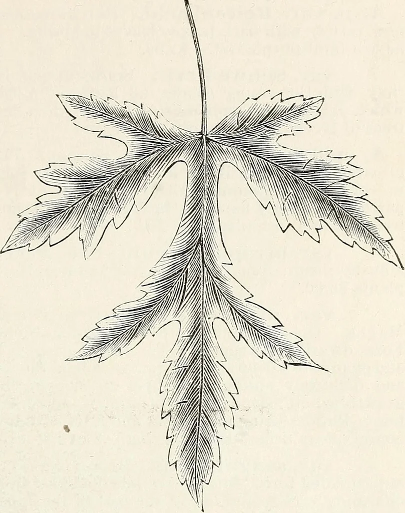 An illustration from Descriptive catalogue of ornamental trees, shrubs, hardy perennial plants, etc. : twenty-fifth edition, 1882, leaf 18