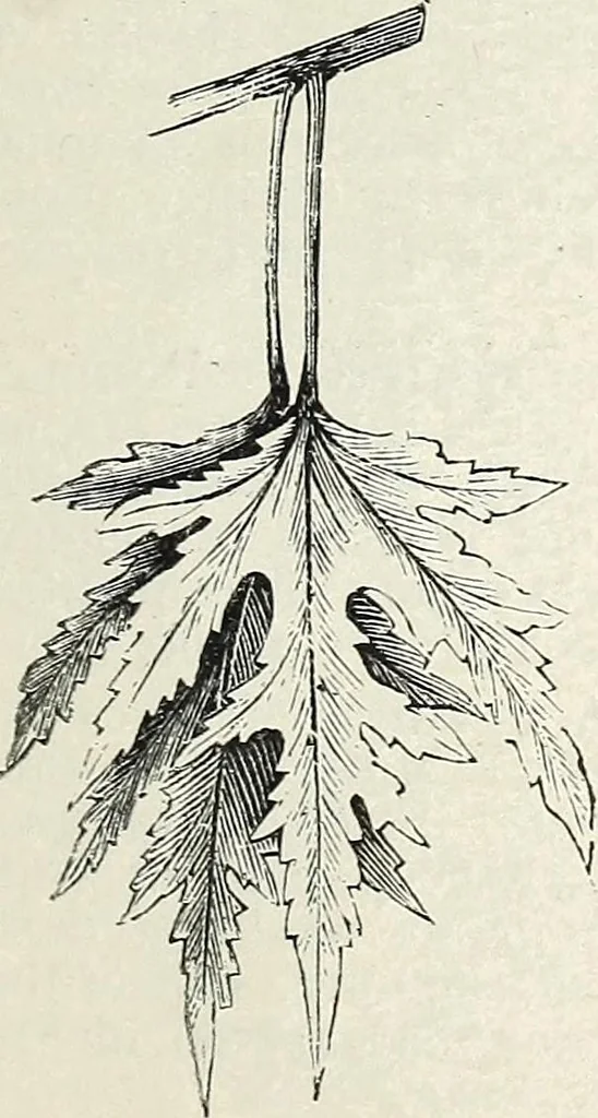An illustration from Descriptive catalogue of ornamental trees, shrubs, hardy perennial plants, etc. : twenty-fifth edition, 1882, leaf 18