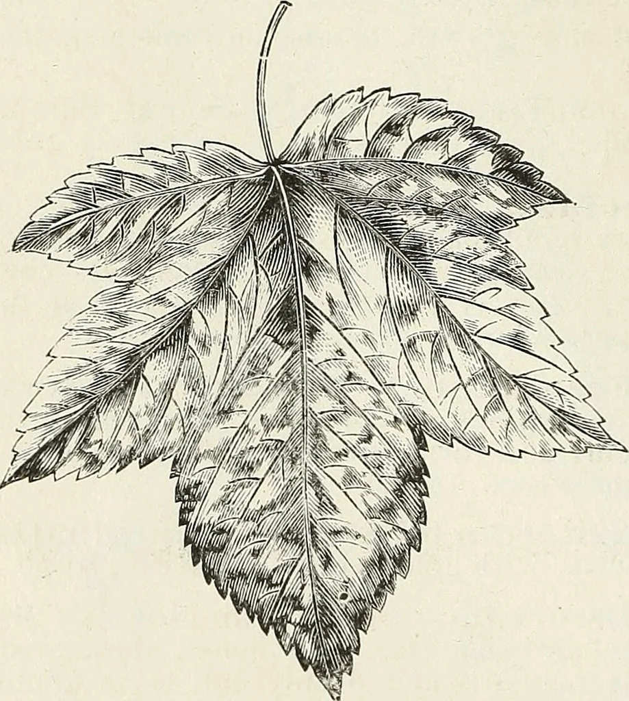 An illustration from Descriptive catalogue of ornamental trees, shrubs, hardy perennial plants, etc. : twenty-fifth edition, 1882, leaf 19