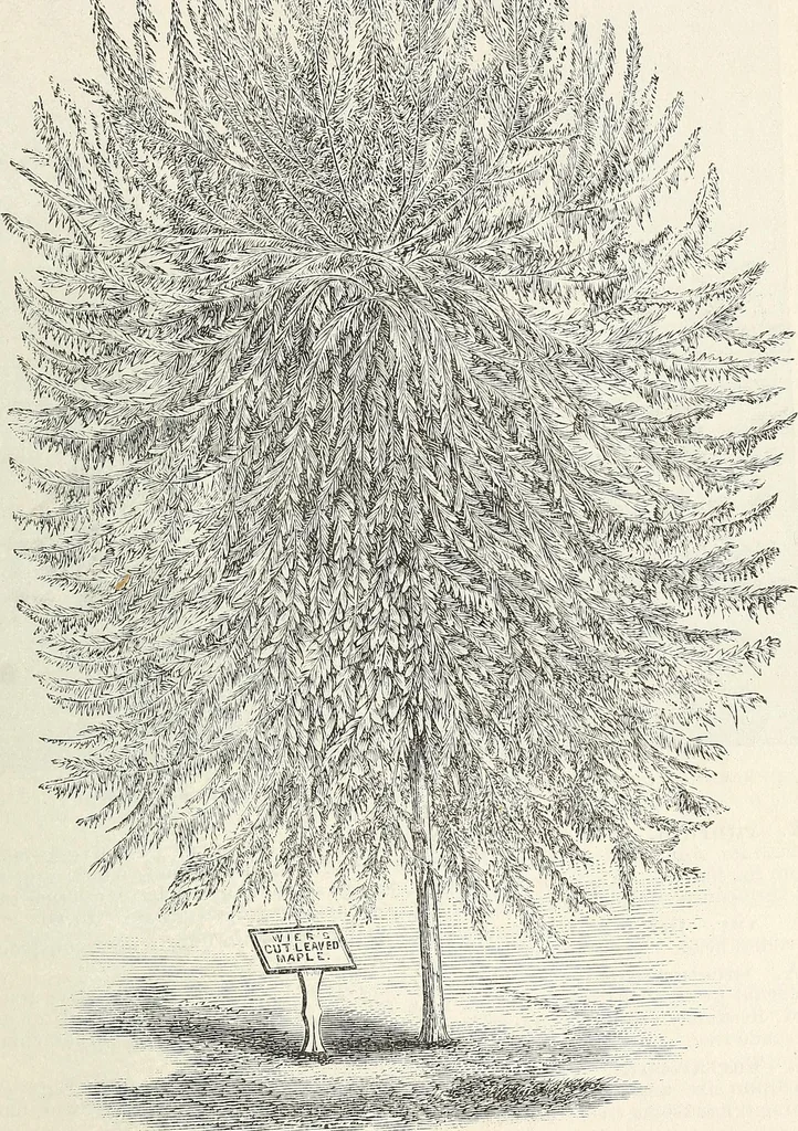 An illustration from Descriptive catalogue of ornamental trees, shrubs, hardy perennial plants, etc. : twenty-fifth edition, 1882, leaf 20