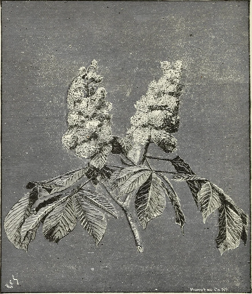 An illustration from Descriptive catalogue of ornamental trees, shrubs, hardy perennial plants, etc. : twenty-fifth edition, 1882, leaf 21