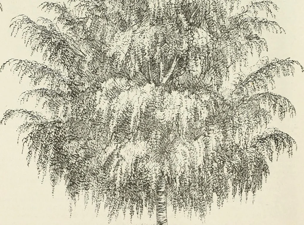 An illustration from Descriptive catalogue of ornamental trees, shrubs, hardy perennial plants, etc. : twenty-fifth edition, 1882, leaf 23