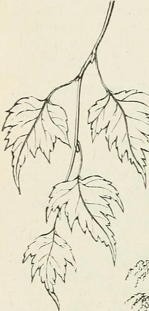 An illustration from Descriptive catalogue of ornamental trees, shrubs, hardy perennial plants, etc. : twenty-fifth edition, 1882, leaf 23