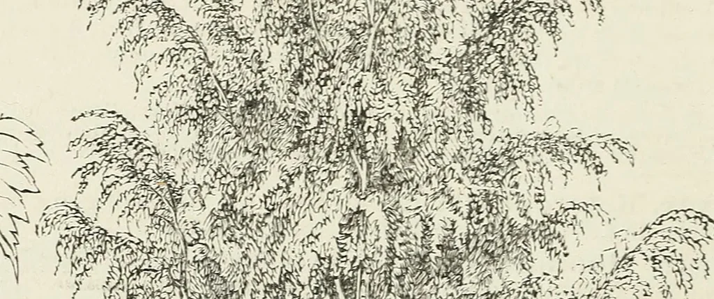 An illustration from Descriptive catalogue of ornamental trees, shrubs, hardy perennial plants, etc. : twenty-fifth edition, 1882, leaf 23
