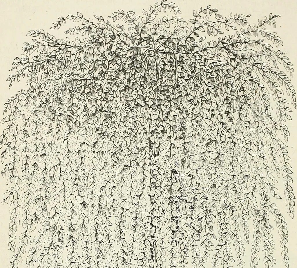 An illustration from Descriptive catalogue of ornamental trees, shrubs, hardy perennial plants, etc. : twenty-fifth edition, 1882, leaf 25