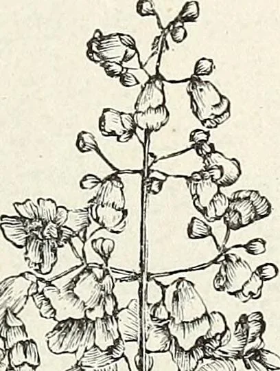 An illustration from Descriptive catalogue of ornamental trees, shrubs, hardy perennial plants, etc. : twenty-fifth edition, 1882, leaf 26