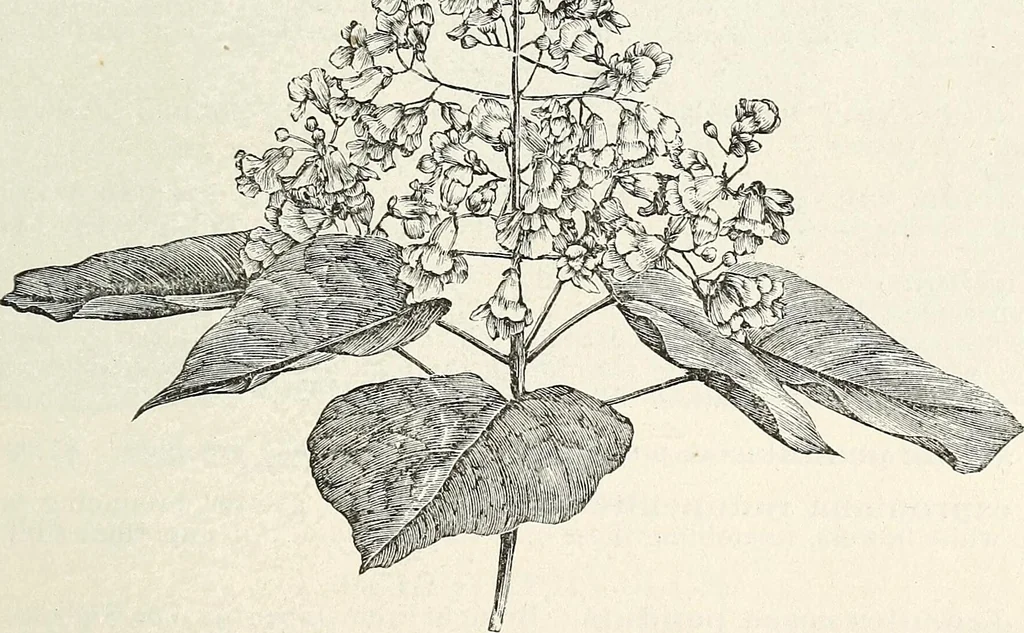 An illustration from Descriptive catalogue of ornamental trees, shrubs, hardy perennial plants, etc. : twenty-fifth edition, 1882, leaf 26
