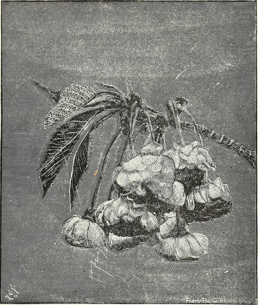 An illustration from Descriptive catalogue of ornamental trees, shrubs, hardy perennial plants, etc. : twenty-fifth edition, 1882, leaf 28