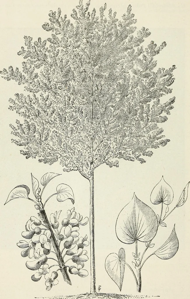 An illustration from Descriptive catalogue of ornamental trees, shrubs, hardy perennial plants, etc. : twenty-fifth edition, 1882, leaf 29