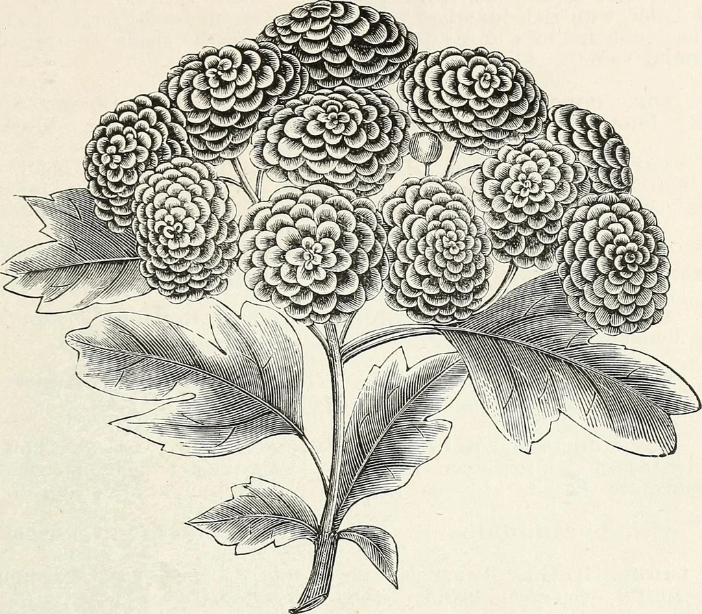 An illustration from Descriptive catalogue of ornamental trees, shrubs, hardy perennial plants, etc. : twenty-fifth edition, 1882, leaf 32