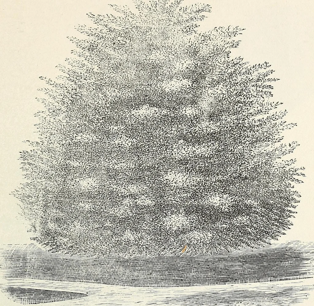 An illustration from Descriptive catalogue of ornamental trees, shrubs, hardy perennial plants, etc. : twenty-fifth edition, 1882, leaf 34