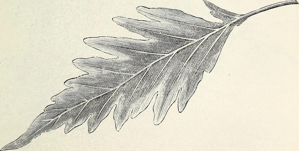 An illustration from Descriptive catalogue of ornamental trees, shrubs, hardy perennial plants, etc. : twenty-fifth edition, 1882, leaf 34