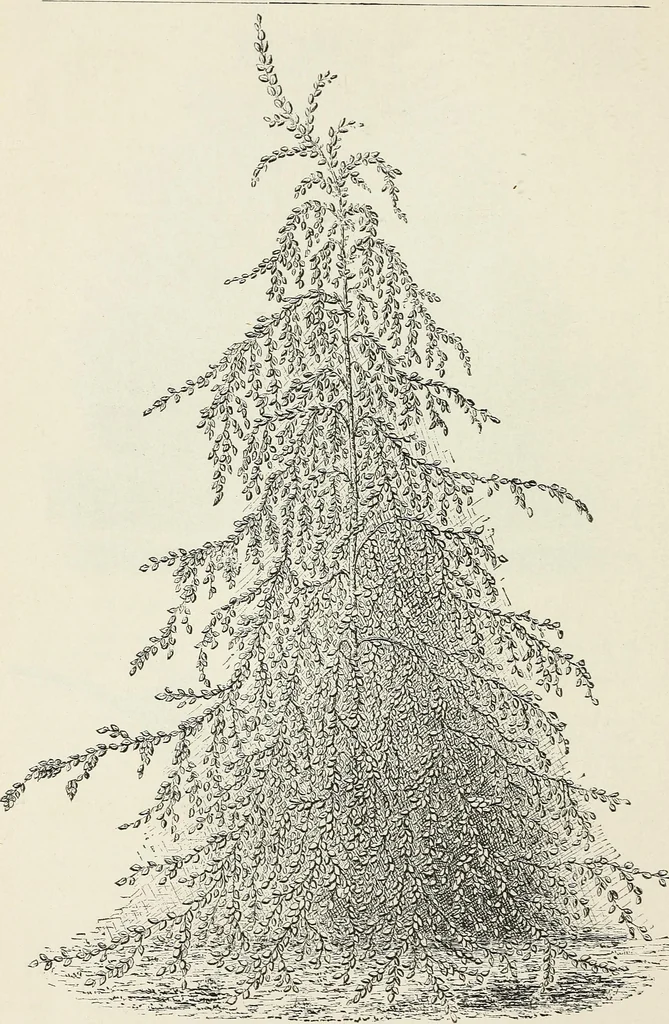 An illustration from Descriptive catalogue of ornamental trees, shrubs, hardy perennial plants, etc. : twenty-fifth edition, 1882, leaf 35