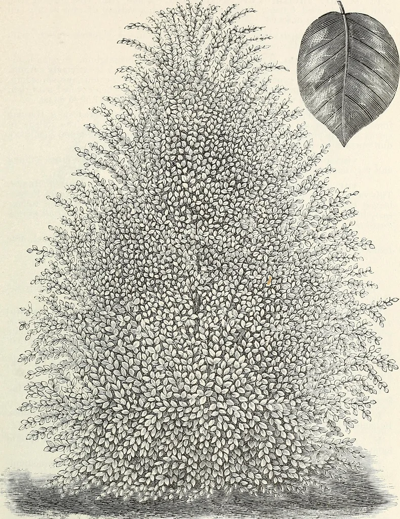 An illustration from Descriptive catalogue of ornamental trees, shrubs, hardy perennial plants, etc. : twenty-fifth edition, 1882, leaf 36