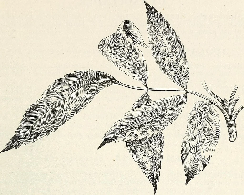 An illustration from Descriptive catalogue of ornamental trees, shrubs, hardy perennial plants, etc. : twenty-fifth edition, 1882, leaf 38