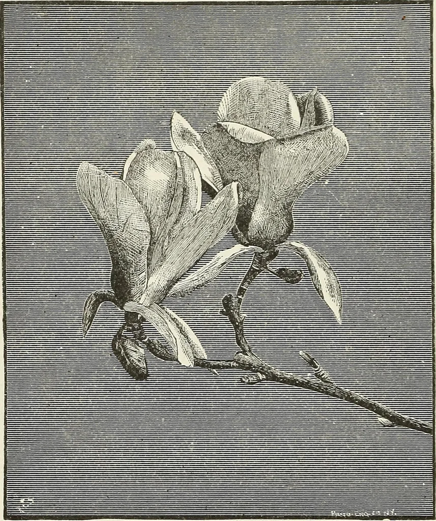 An illustration from Descriptive catalogue of ornamental trees, shrubs, hardy perennial plants, etc. : twenty-fifth edition, 1882, leaf 41