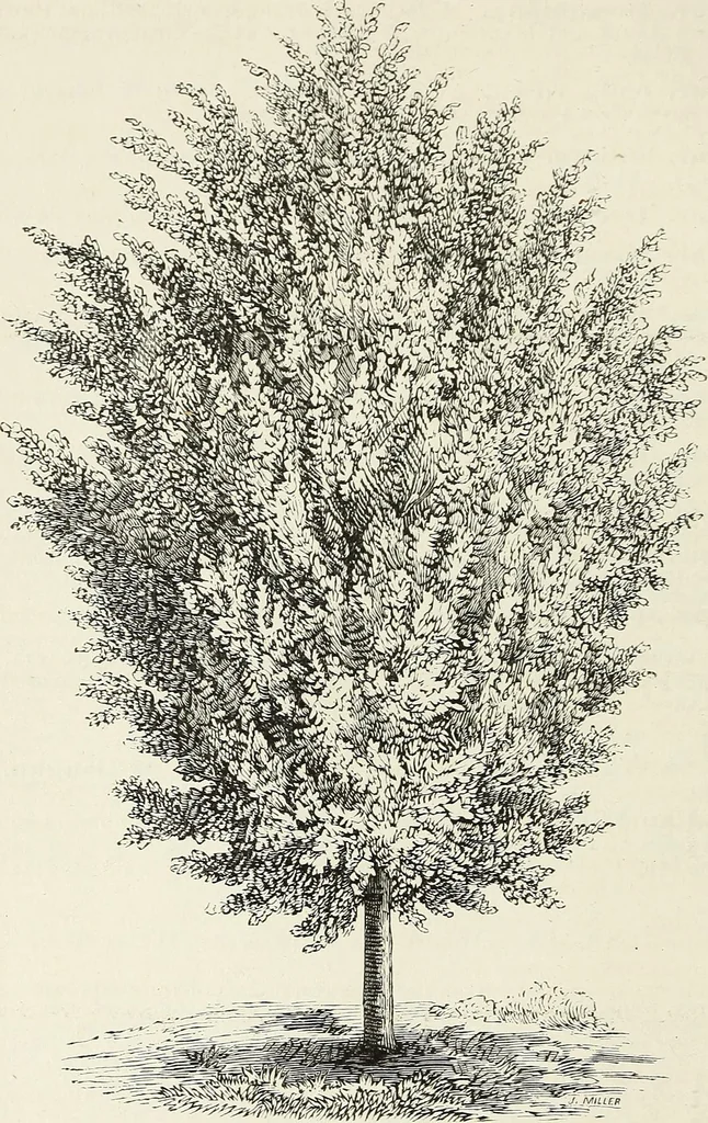 An illustration from Descriptive catalogue of ornamental trees, shrubs, hardy perennial plants, etc. : twenty-fifth edition, 1882, leaf 49