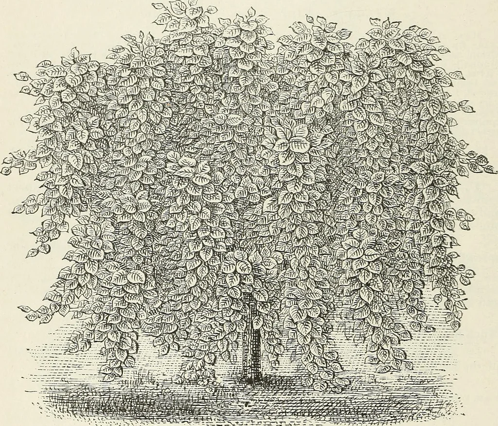 An illustration from Descriptive catalogue of ornamental trees, shrubs, hardy perennial plants, etc. : twenty-fifth edition, 1882, leaf 53