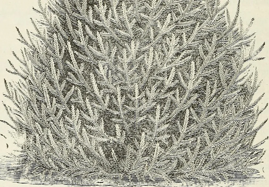 An illustration from Descriptive catalogue of ornamental trees, shrubs, hardy perennial plants, etc. : twenty-fifth edition, 1882, leaf 59