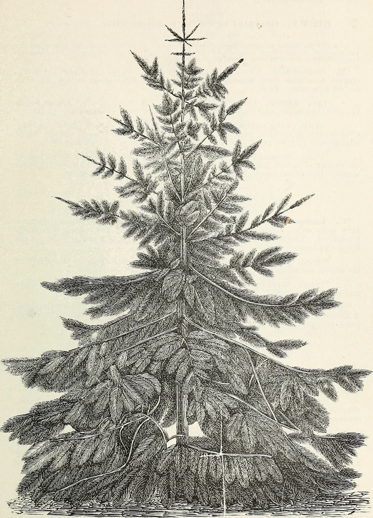 An illustration from Descriptive catalogue of ornamental trees, shrubs, hardy perennial plants, etc. : twenty-fifth edition, 1882, leaf 62