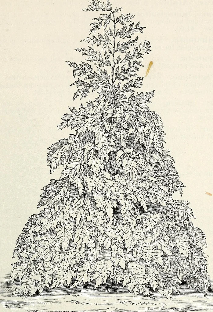 An illustration from Descriptive catalogue of ornamental trees, shrubs, hardy perennial plants, etc. : twenty-fifth edition, 1882, leaf 64