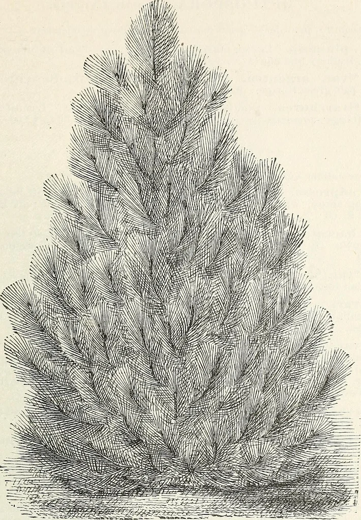An illustration from Descriptive catalogue of ornamental trees, shrubs, hardy perennial plants, etc. : twenty-fifth edition, 1882, leaf 66
