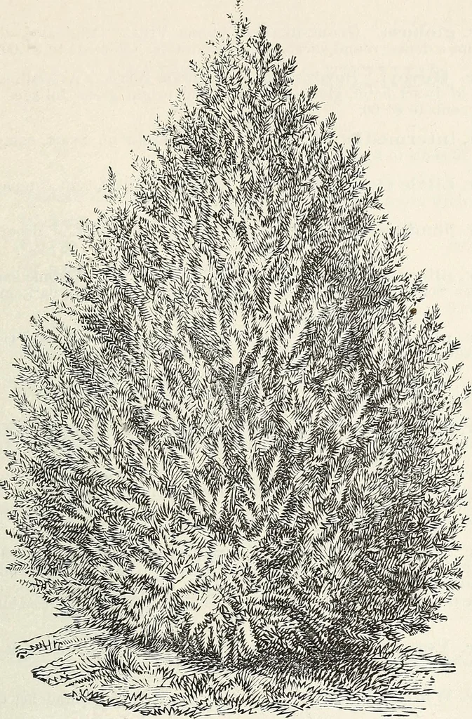 An illustration from Descriptive catalogue of ornamental trees, shrubs, hardy perennial plants, etc. : twenty-fifth edition, 1882, leaf 68