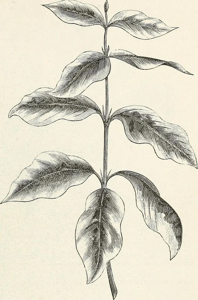 An illustration from Descriptive catalogue of ornamental trees, shrubs, hardy perennial plants, etc. : twenty-fifth edition, 1882, leaf 72