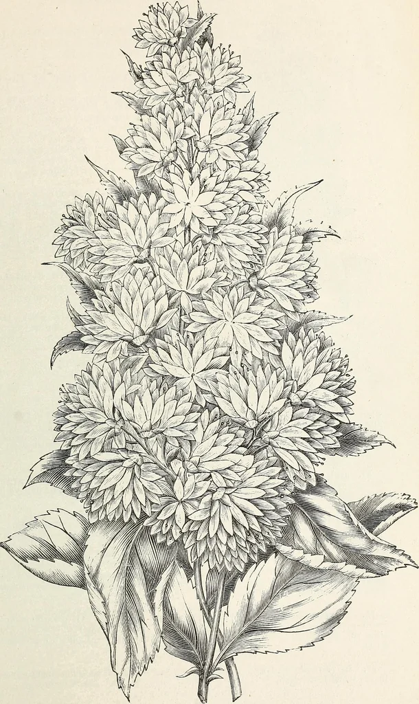 An illustration from Descriptive catalogue of ornamental trees, shrubs, hardy perennial plants, etc. : twenty-fifth edition, 1882, leaf 74