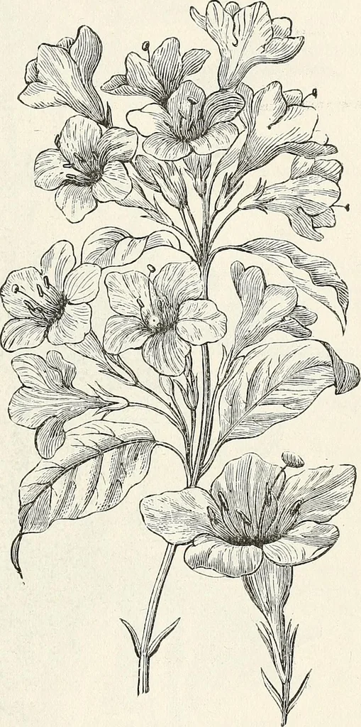 An illustration from Descriptive catalogue of ornamental trees, shrubs, hardy perennial plants, etc. : twenty-fifth edition, 1882, leaf 76