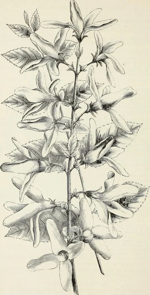 An illustration from Descriptive catalogue of ornamental trees, shrubs, hardy perennial plants, etc. : twenty-fifth edition, 1882, leaf 77