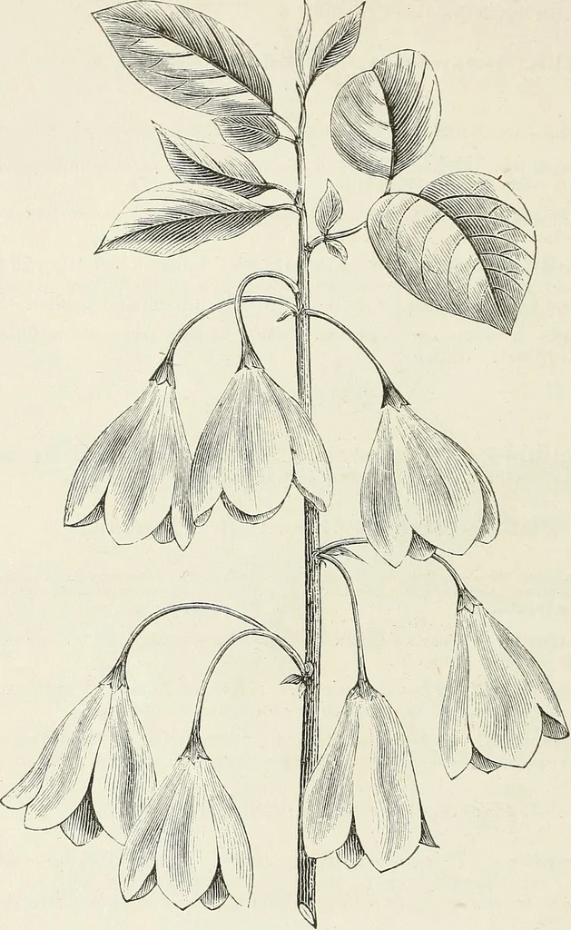 An illustration from Descriptive catalogue of ornamental trees, shrubs, hardy perennial plants, etc. : twenty-fifth edition, 1882, leaf 79