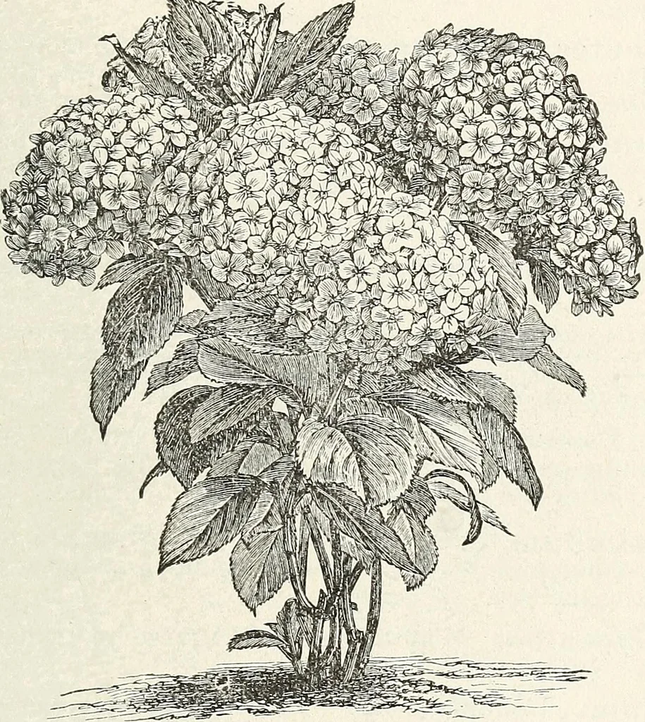 An illustration from Descriptive catalogue of ornamental trees, shrubs, hardy perennial plants, etc. : twenty-fifth edition, 1882, leaf 80