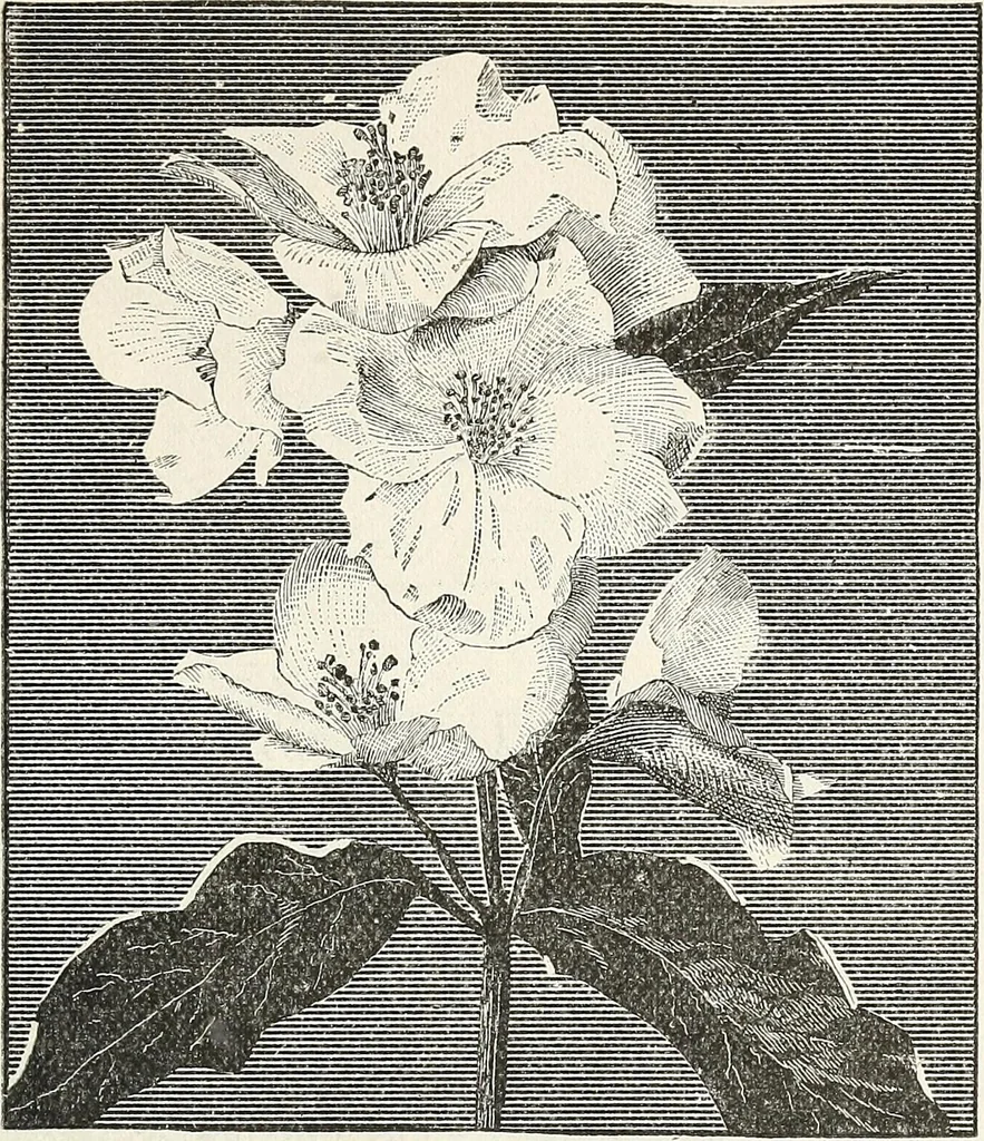 An illustration from Descriptive catalogue of ornamental trees, shrubs, hardy perennial plants, etc. : twenty-fifth edition, 1882, leaf 84