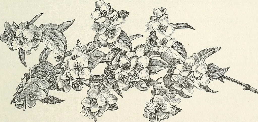 An illustration from Descriptive catalogue of ornamental trees, shrubs, hardy perennial plants, etc. : twenty-fifth edition, 1882, leaf 84