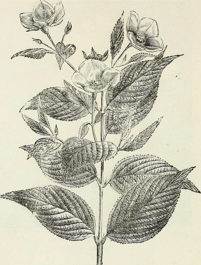 An illustration from Descriptive catalogue of ornamental trees, shrubs, hardy perennial plants, etc. : twenty-fifth edition, 1882, leaf 85