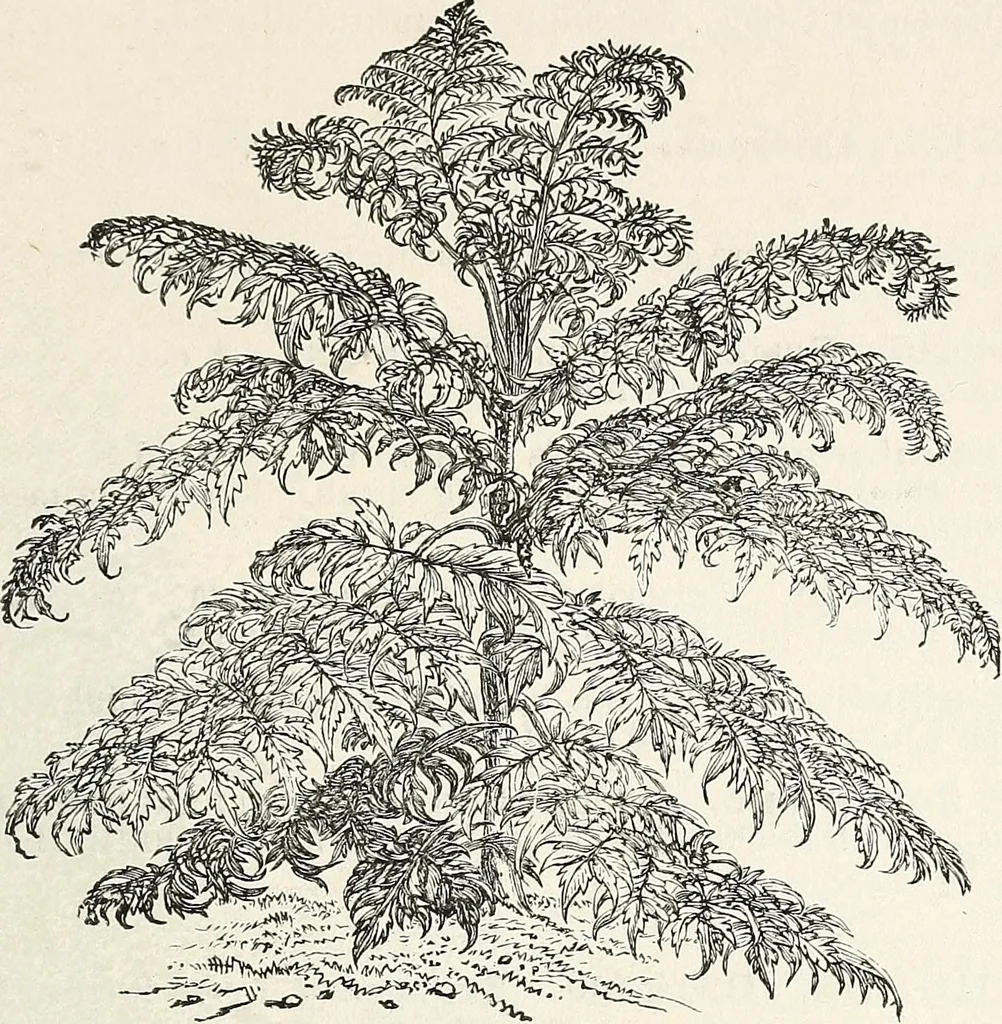 An illustration from Descriptive catalogue of ornamental trees, shrubs, hardy perennial plants, etc. : twenty-fifth edition, 1882, leaf 86
