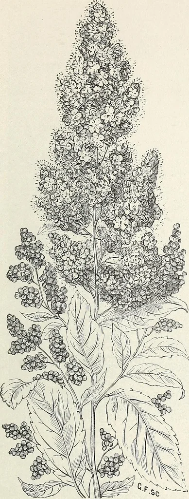 An illustration from Descriptive catalogue of ornamental trees, shrubs, hardy perennial plants, etc. : twenty-fifth edition, 1882, leaf 88