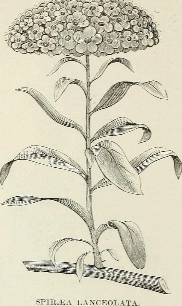 An illustration from Descriptive catalogue of ornamental trees, shrubs, hardy perennial plants, etc. : twenty-fifth edition, 1882, leaf 89
