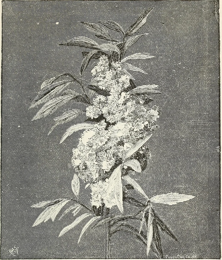 An illustration from Descriptive catalogue of ornamental trees, shrubs, hardy perennial plants, etc. : twenty-fifth edition, 1882, leaf 90